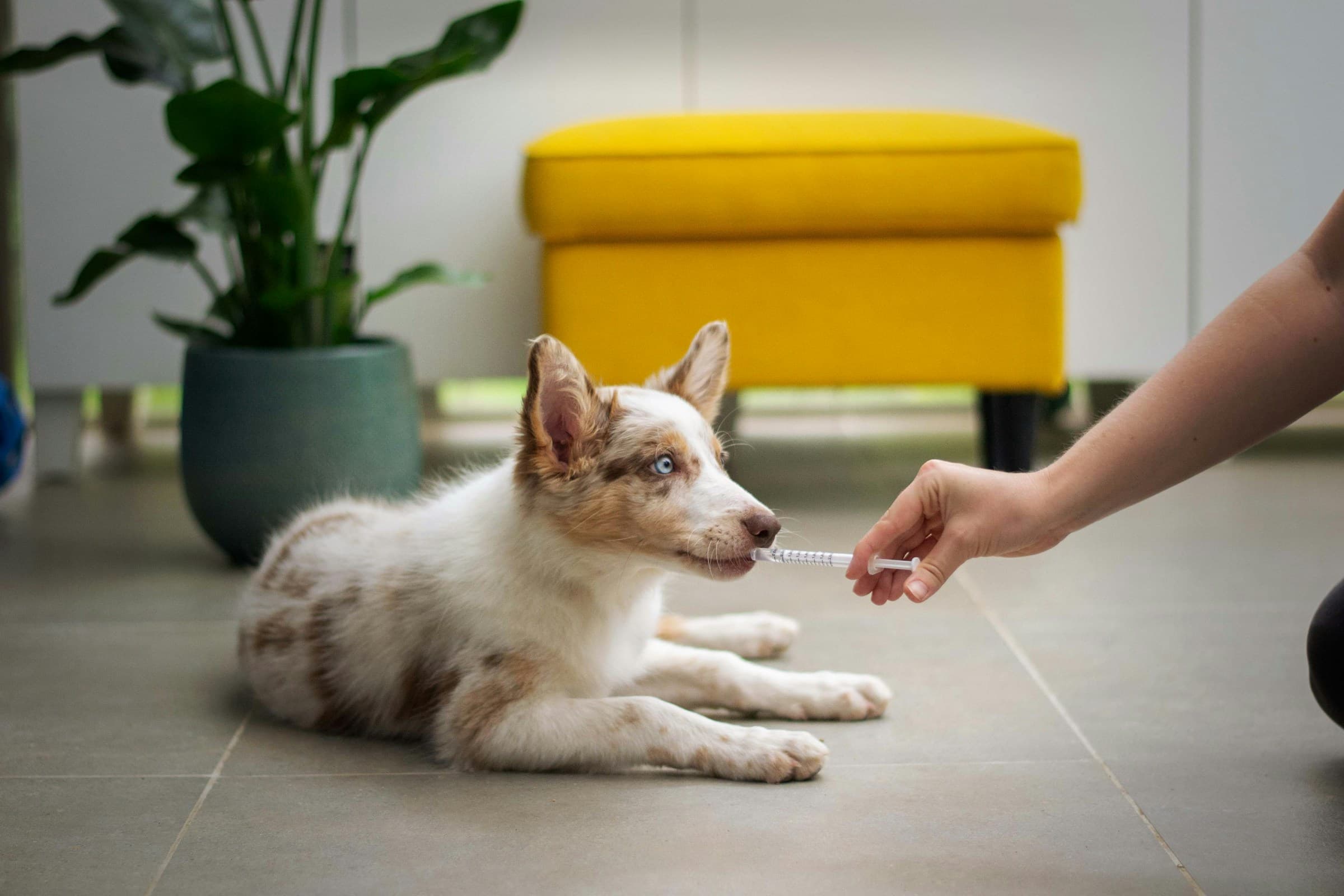 A dog being cared for at an independent UK veterinary practice
