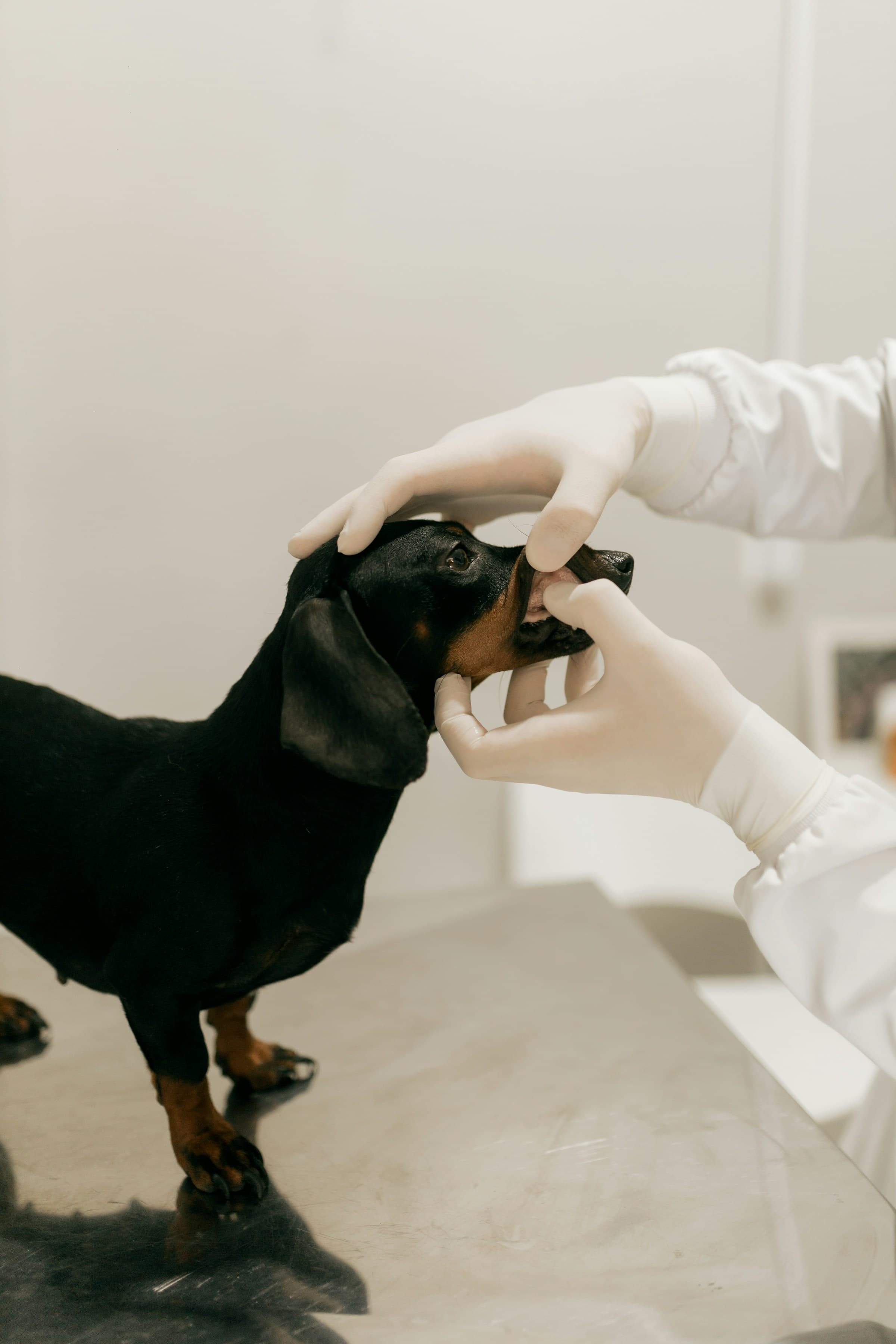 Vet examining a dog — the kind of care a CMA-compliant practice website supports