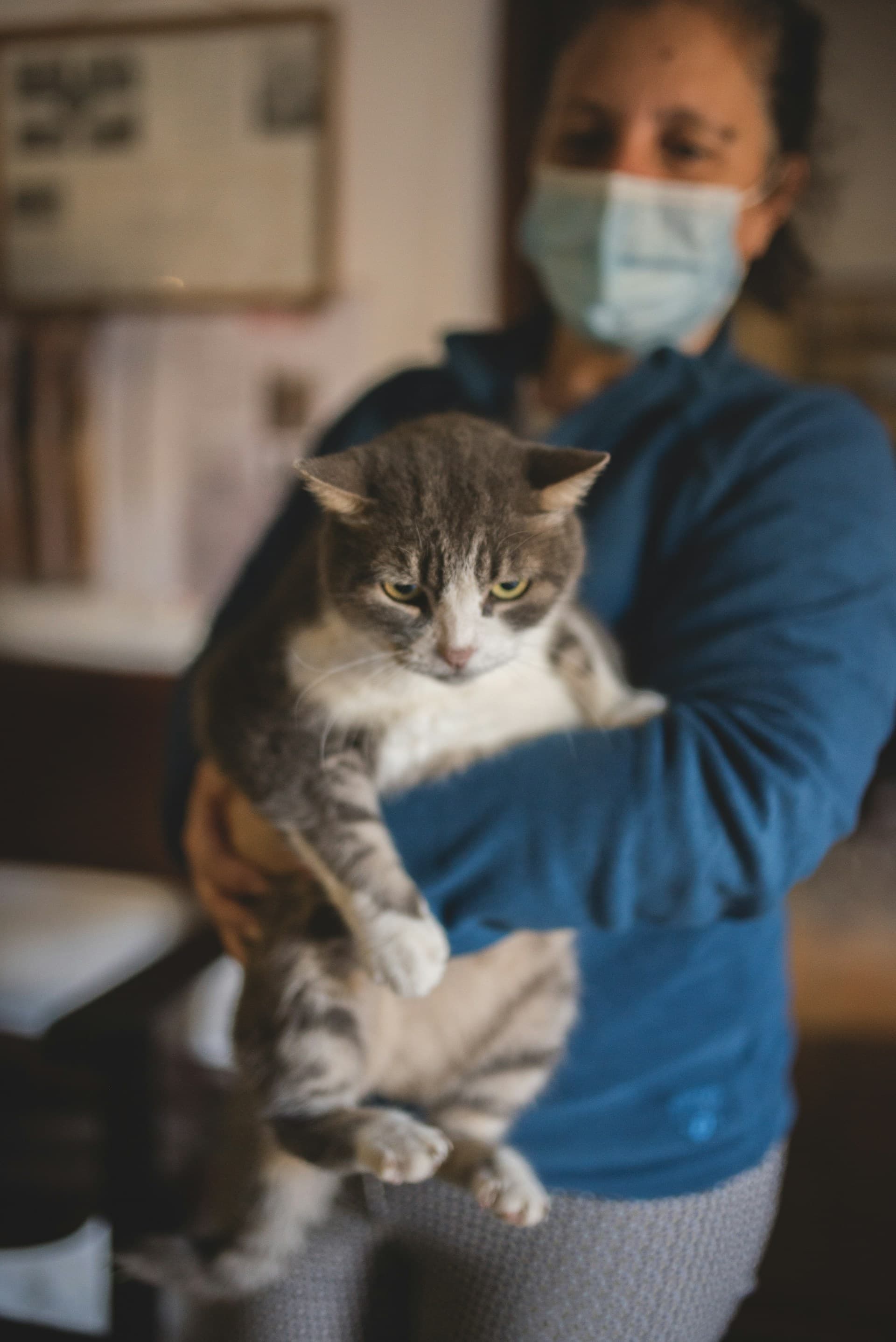 Veterinary professional holding a cat at a practice consultation